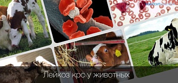 Мероприятия по профилактике лейкоза КРС